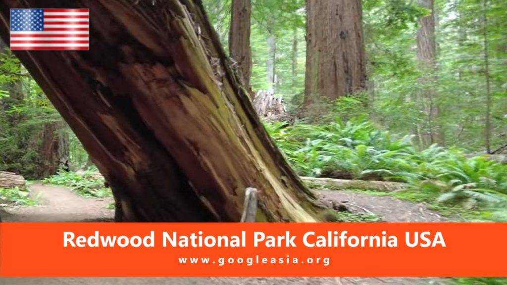 Redwood National Park California USA